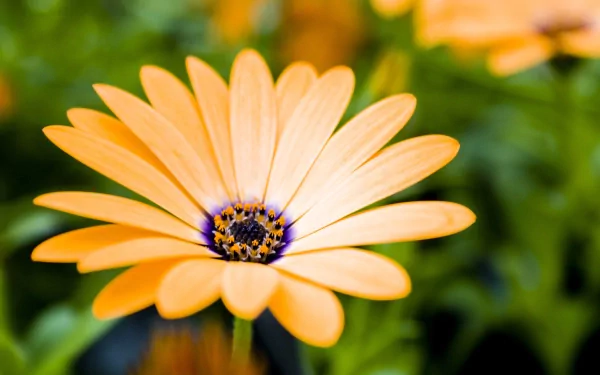 Close-up of a vibrant yellow daisy flower in nature, with soft-focus greenery in the background. This HD wallpaper captures the intricate details of the daisy, making it a stunning and serene background.