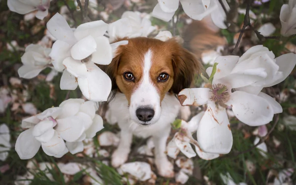 white flower dog flower Animal Kooikerhondje HD Desktop Wallpaper | Background Image