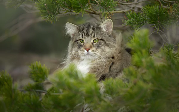 norwegian forest cat cat Animal wildcat HD Desktop Wallpaper | Background Image