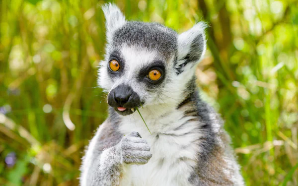 Animal lemur HD Desktop Wallpaper | Background Image