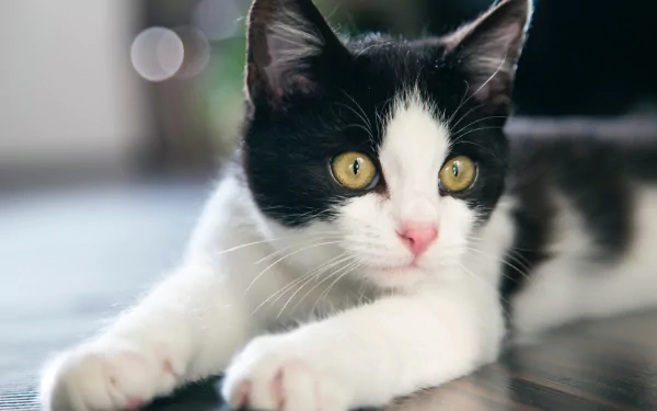 Close-up of a cute black and white cat with green eyes, captured in sharp 4K Ultra HD detail, making a charming desktop wallpaper and background.