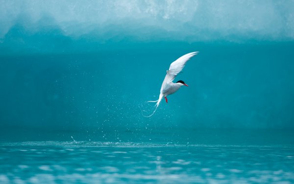 Animal Tern Birds Seabirds Water Bird HD Wallpaper | Background Image