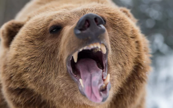  Roaring Grizzly Bear