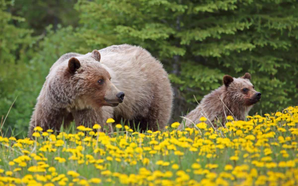 baby animal grizzly dandelion cub flower Animal bear HD Desktop Wallpaper | Background Image
