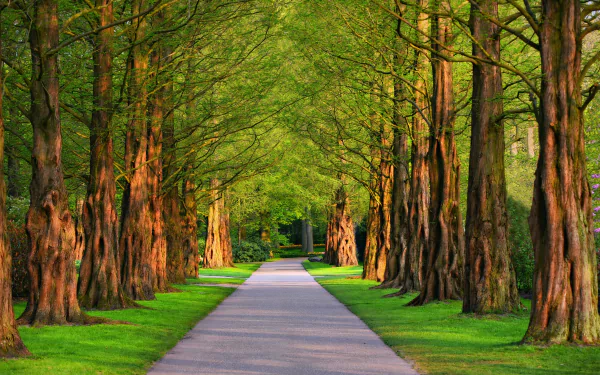 A serene tree-lined path through a lush green park captured in HD. This image is a desktop wallpaper and background showcasing vibrant greenery and peaceful surroundings.