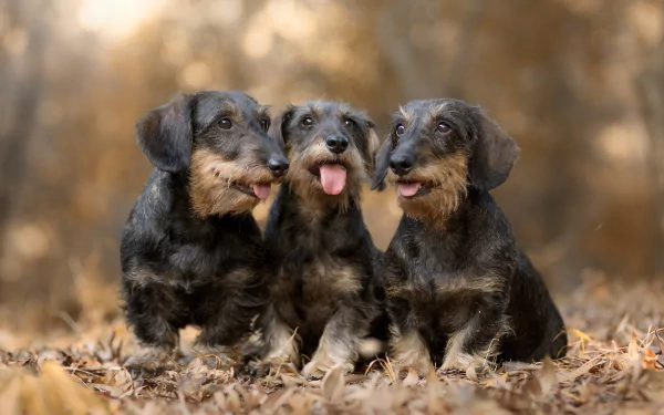 wirehaired dachshund dog Animal dachshund HD Desktop Wallpaper | Background Image