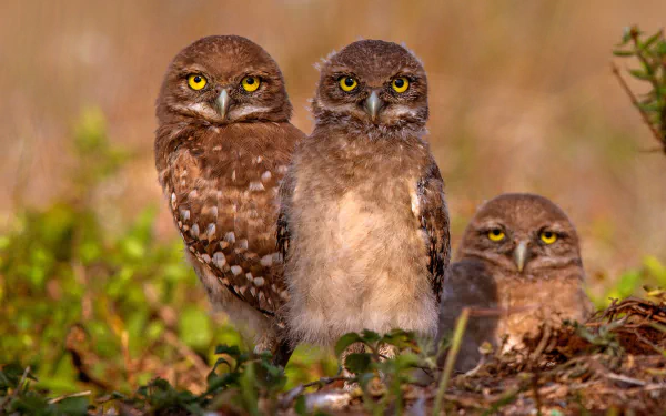 baby animal owlet bird Animal owl HD Desktop Wallpaper | Background Image