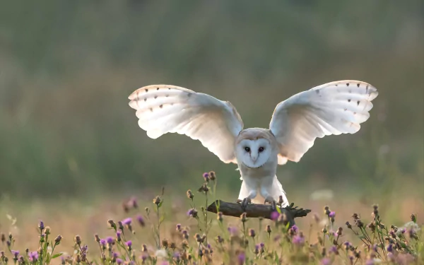 HD desktop wallpaper of a barn owl with wings spread, perched among wildflowers in a natural setting, showcasing the beauty of this bird and animal.