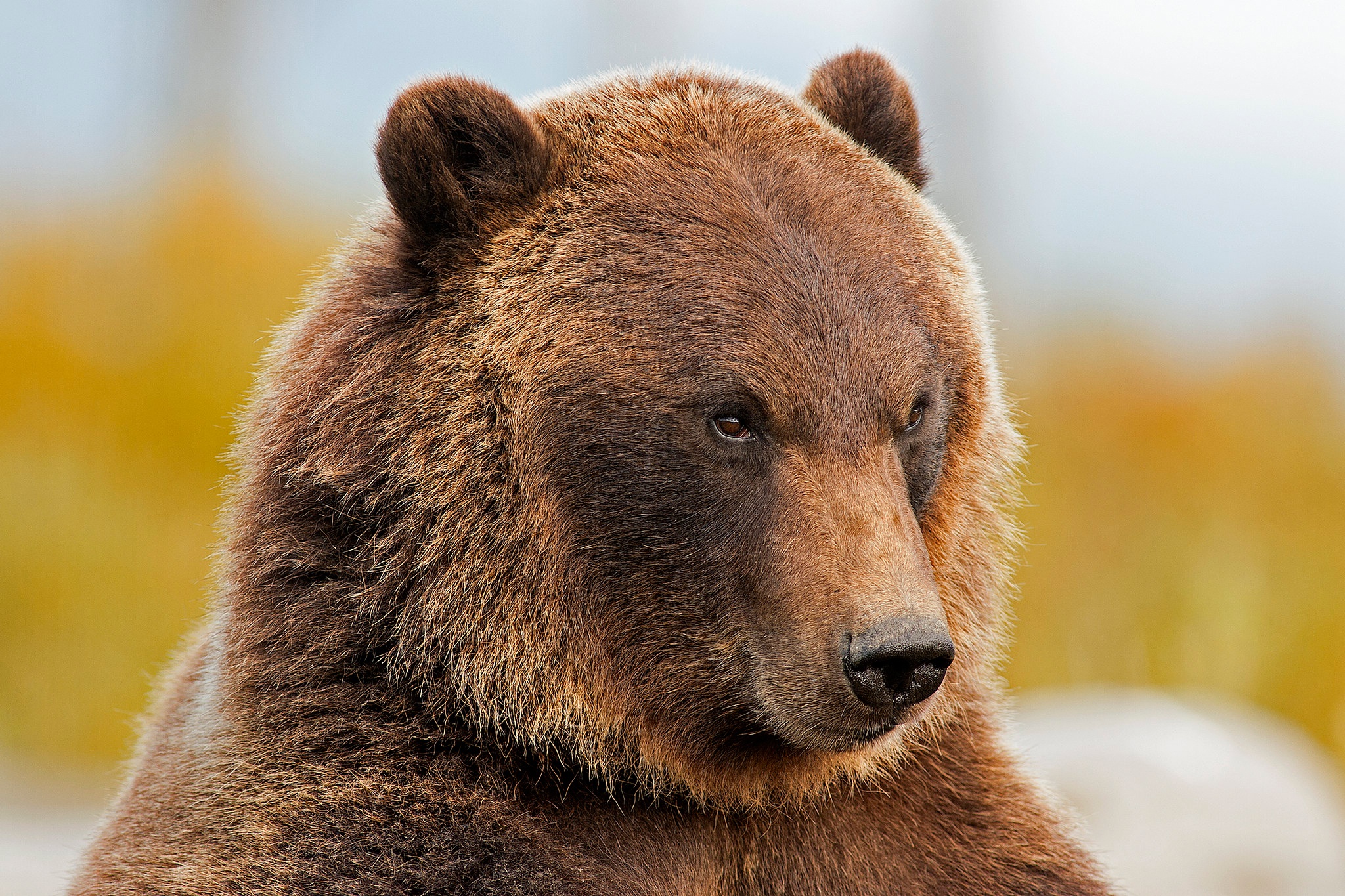 Animal Grizzly Bear HD Wallpaper | Background Image