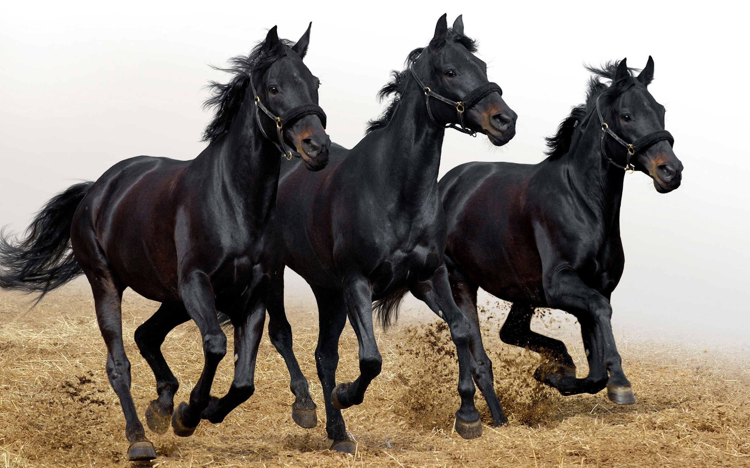 Three black horses running in a field.