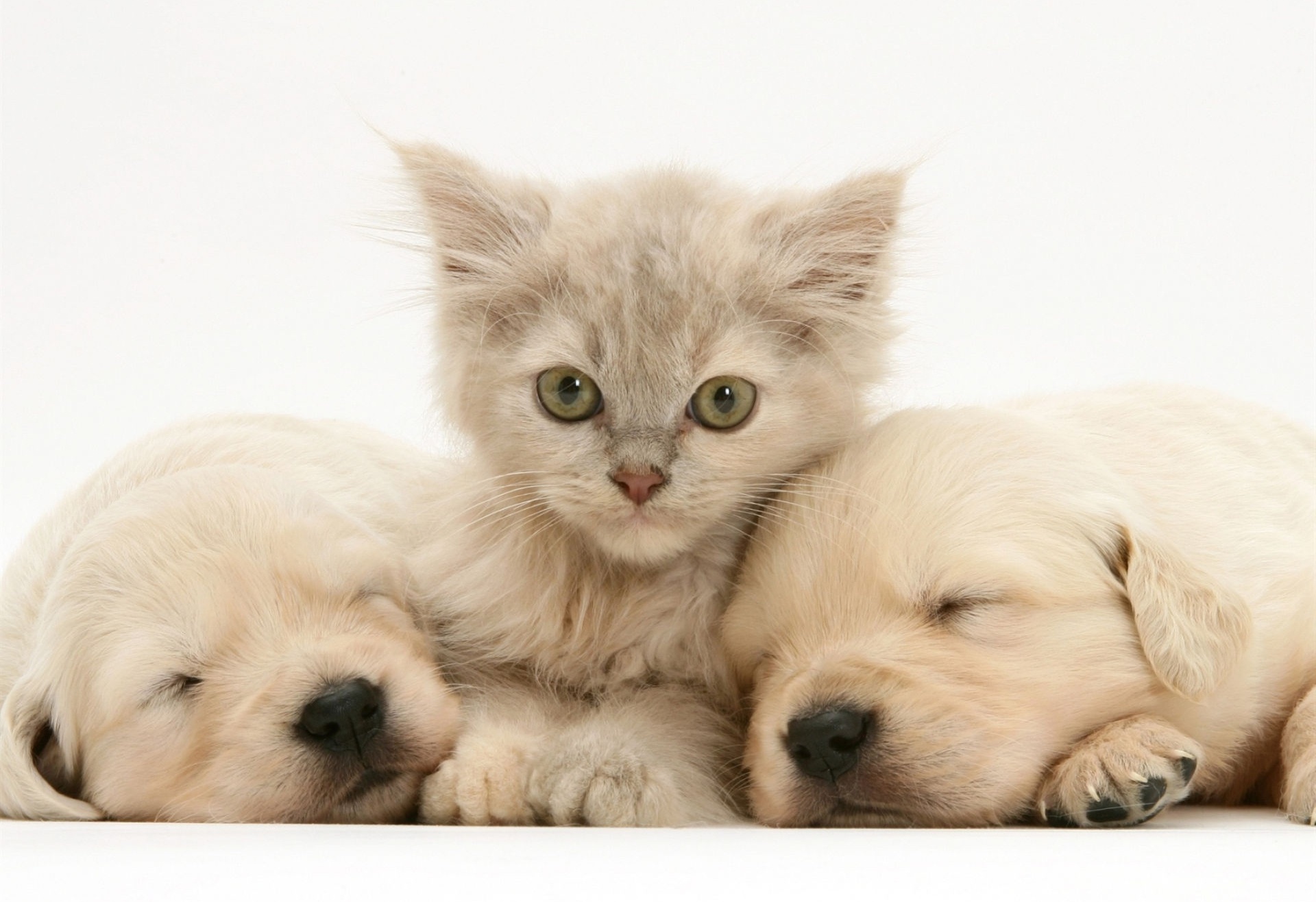 Animal Cat & Dog HD Wallpaper | Background Image