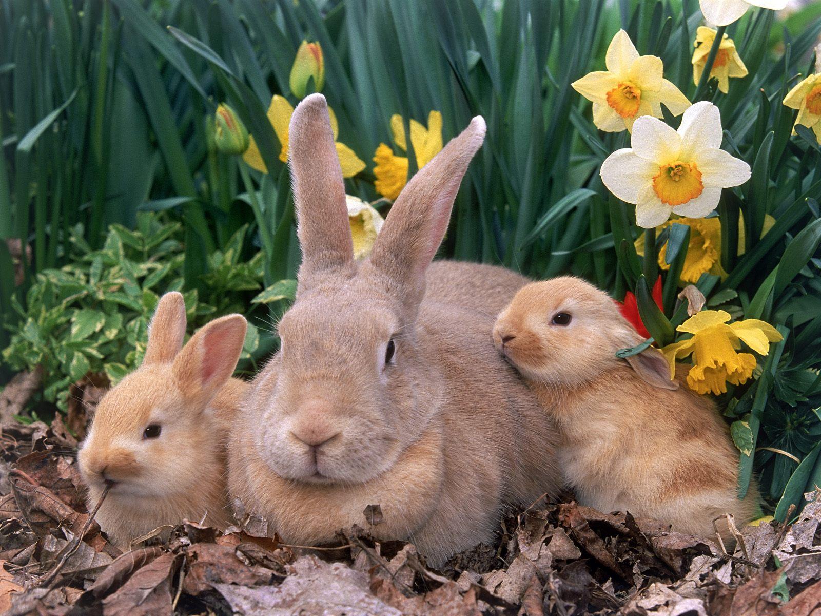 HD Rabbit Family Wallpaper Bliss