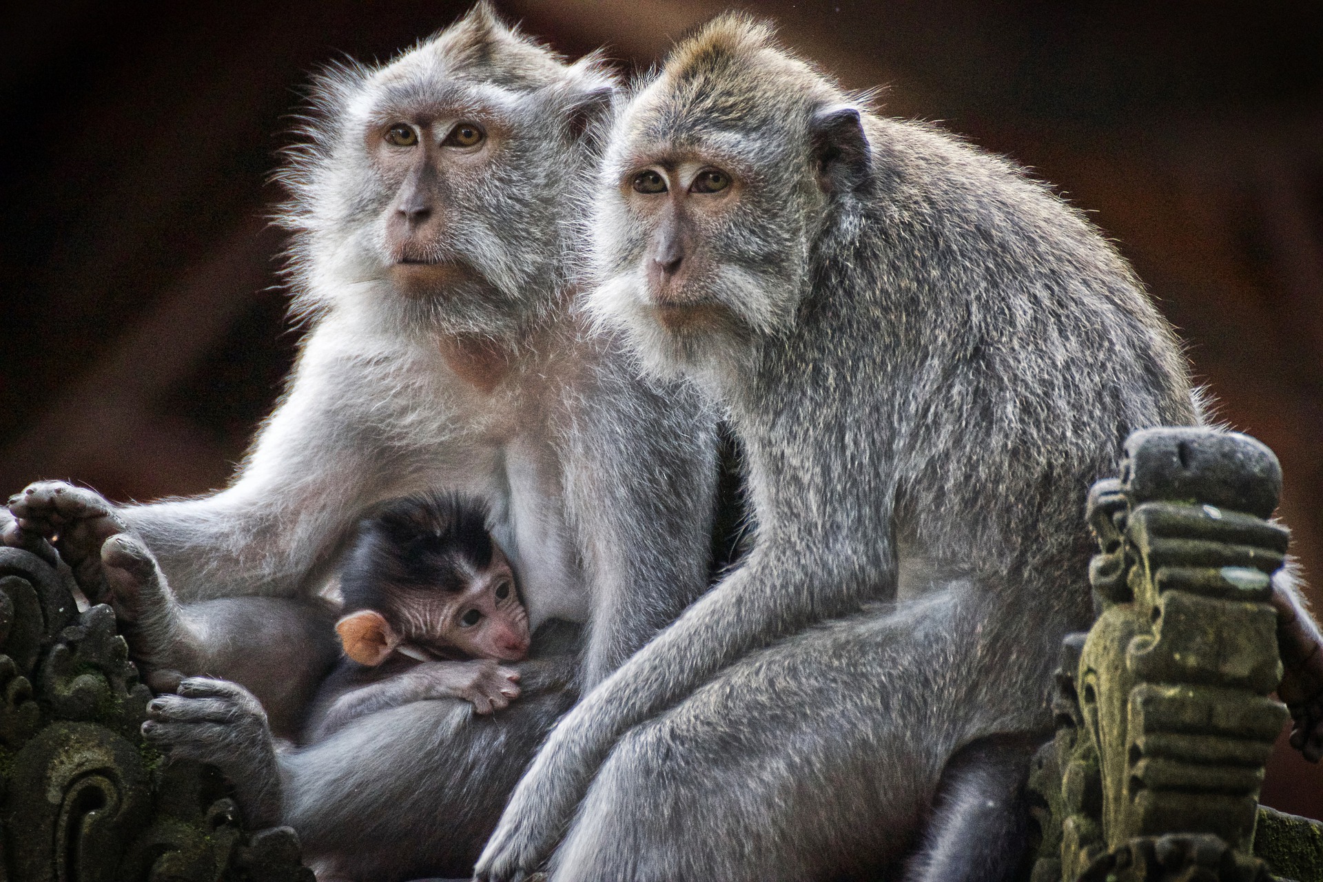 Macaque Family With Baby by qgadrian