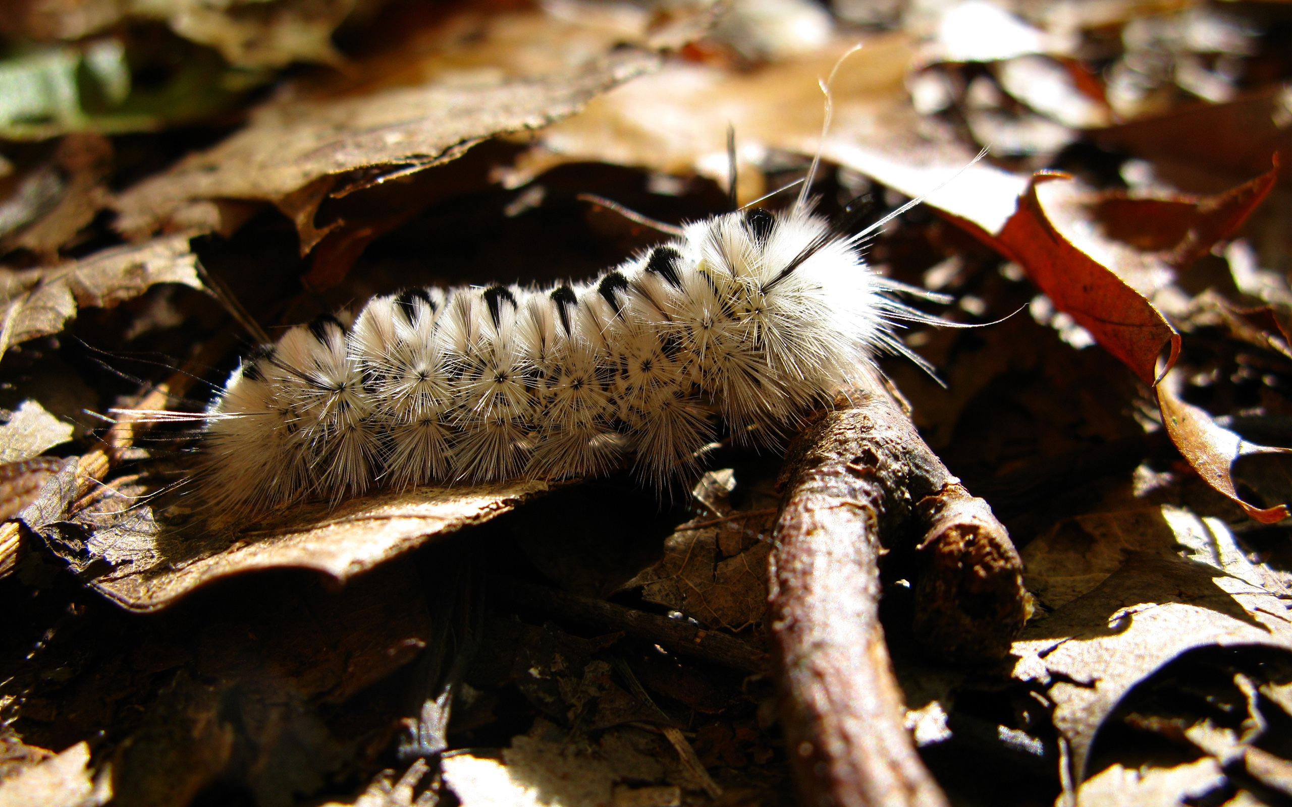 Caterpillar in macro close-up.