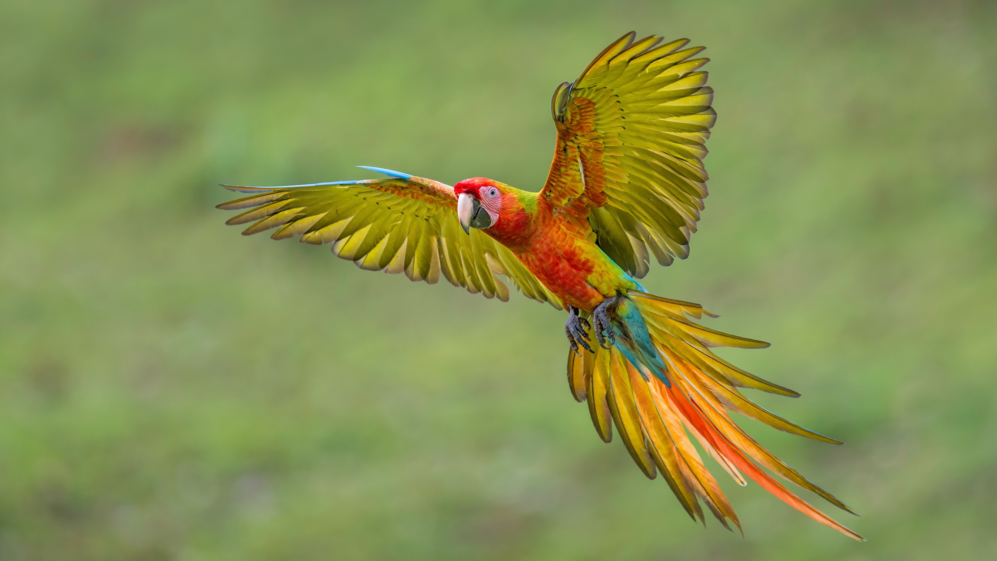 Flying Macaw 4k Ultra 高清壁纸 桌面背景 3840x2160