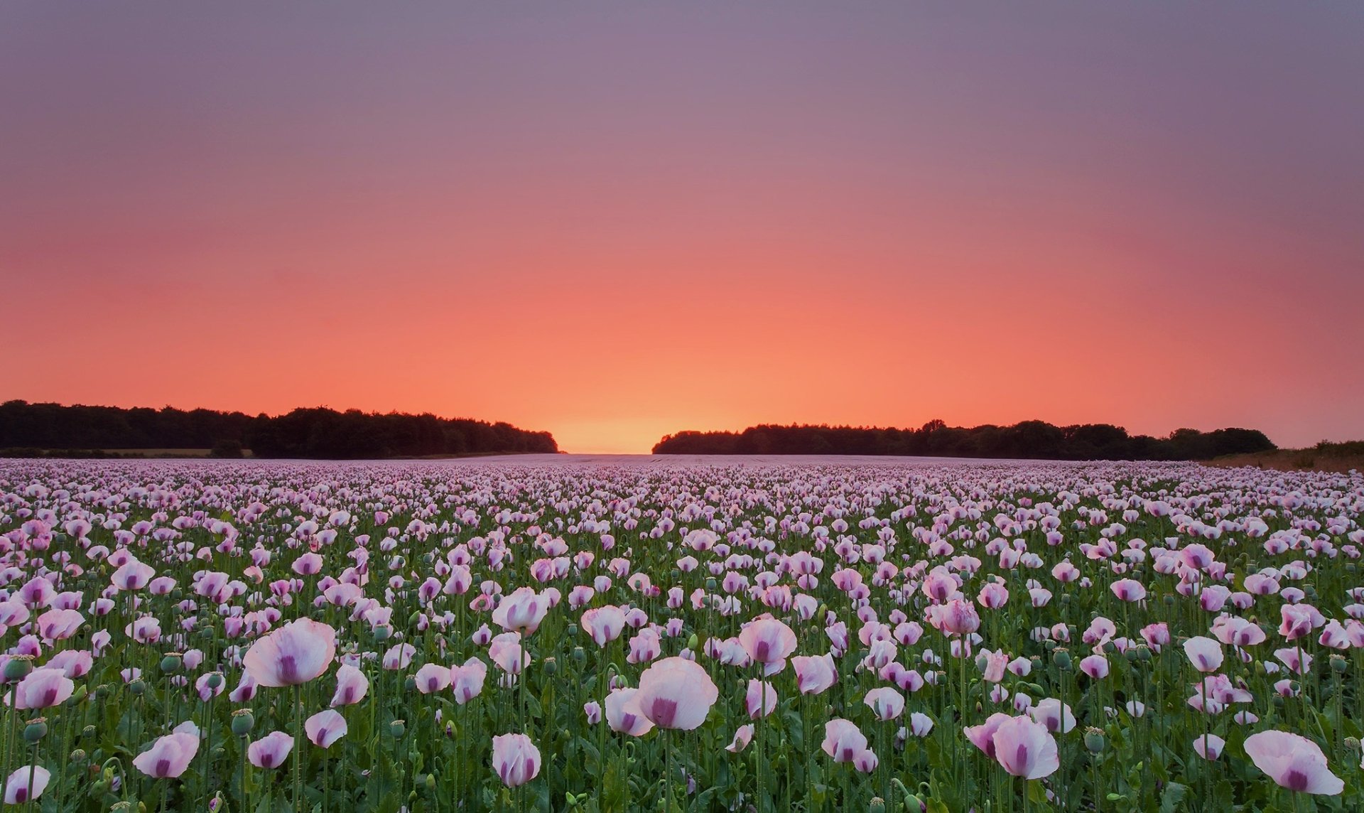 Download Field Pink Flower Flower Sunset Summer Nature Poppy HD Wallpaper