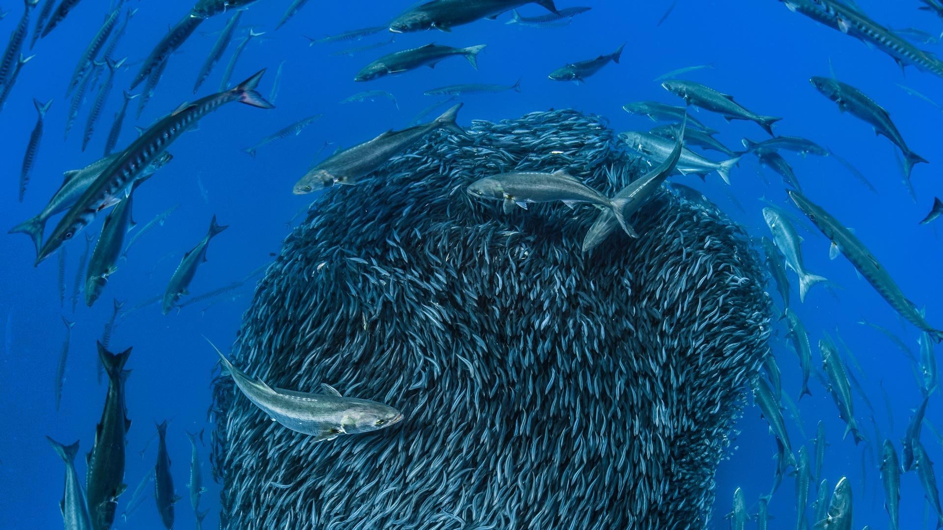 Download Sea Life Underwater Animal Fish HD Wallpaper