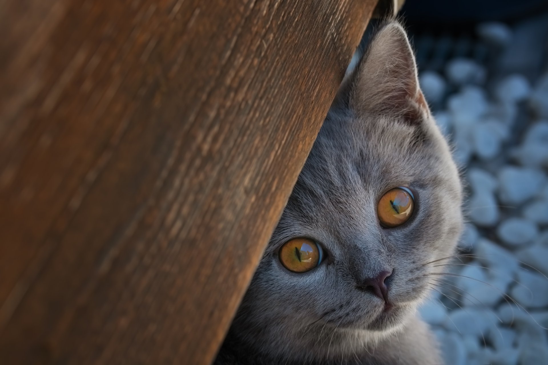 Close-up of a British Shorthair kitten's muzzle peeking from behind a wooden surface, captured in stunning 4K Ultra HD for a PC desktop wallpaper.