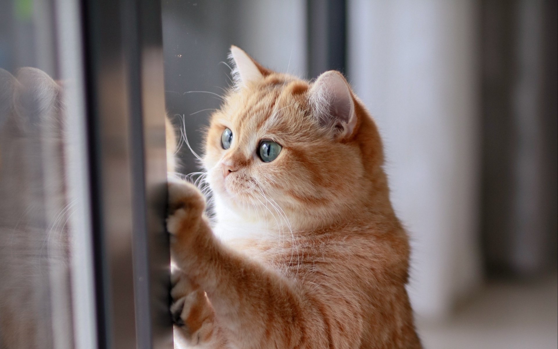 Котик ждет у окна