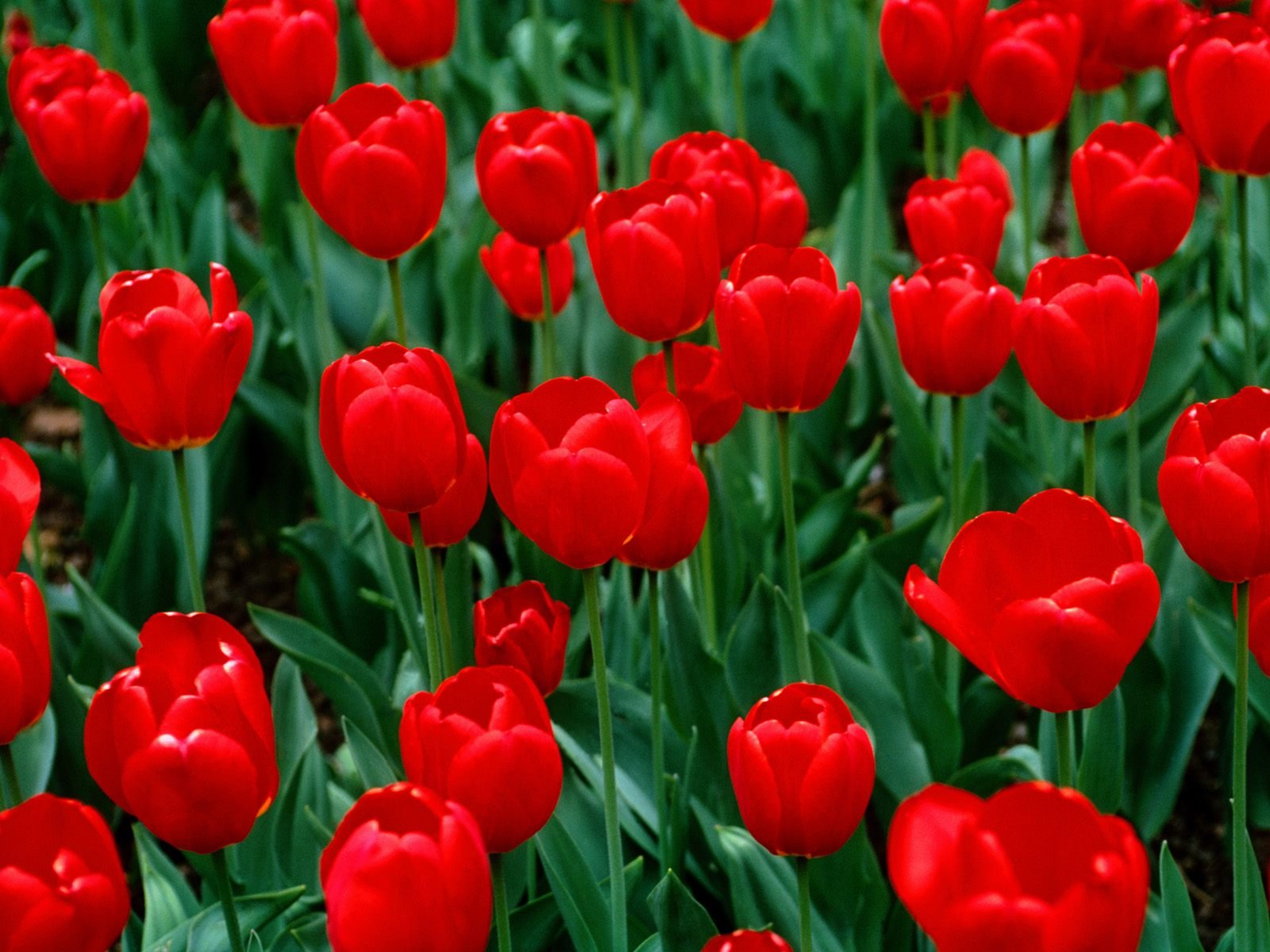 Download Red Flower Flower Nature Tulip Wallpaper | 1600x1200 ...