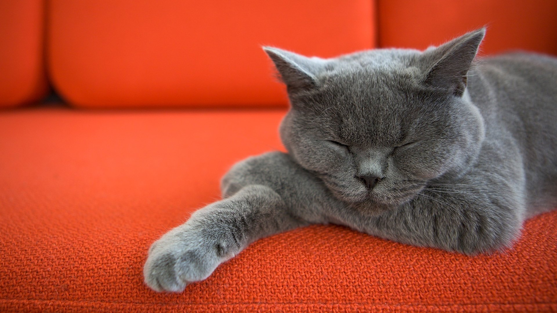 Download Sleeping Animal Cat  HD Wallpaper
