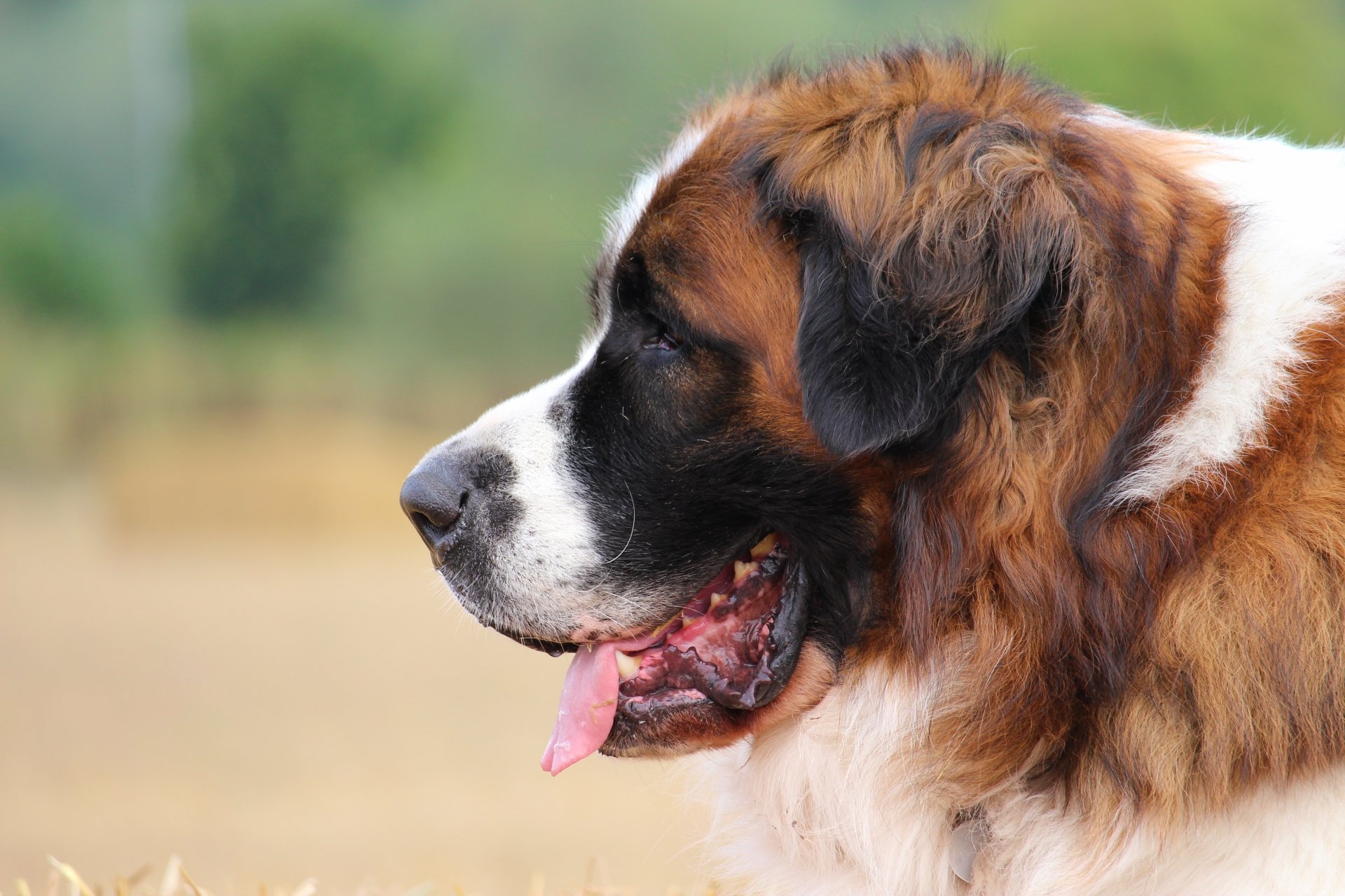 Download Dog Animal St. Bernard 4k Ultra HD Wallpaper