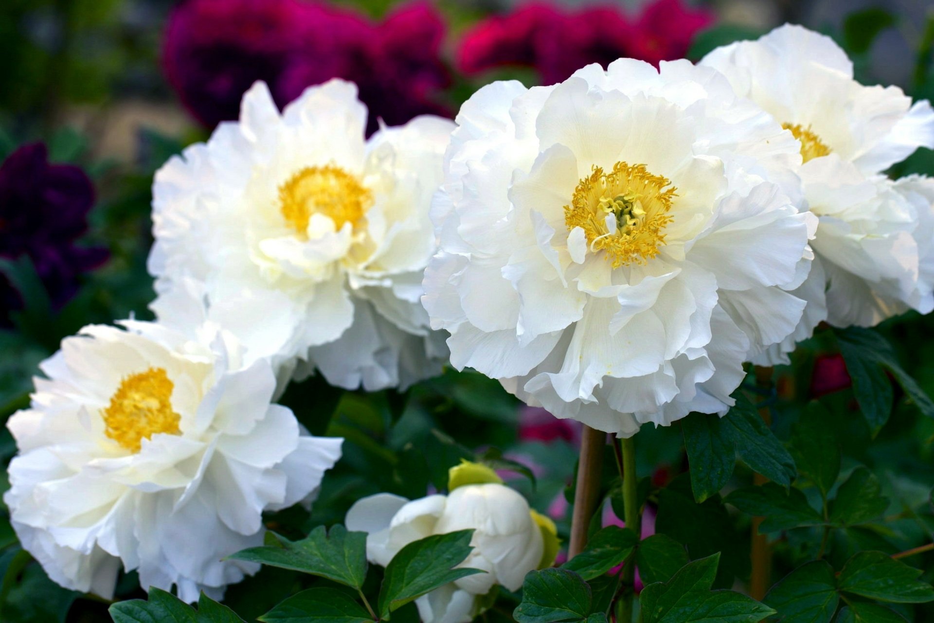 Download Nature Peony HD Wallpaper