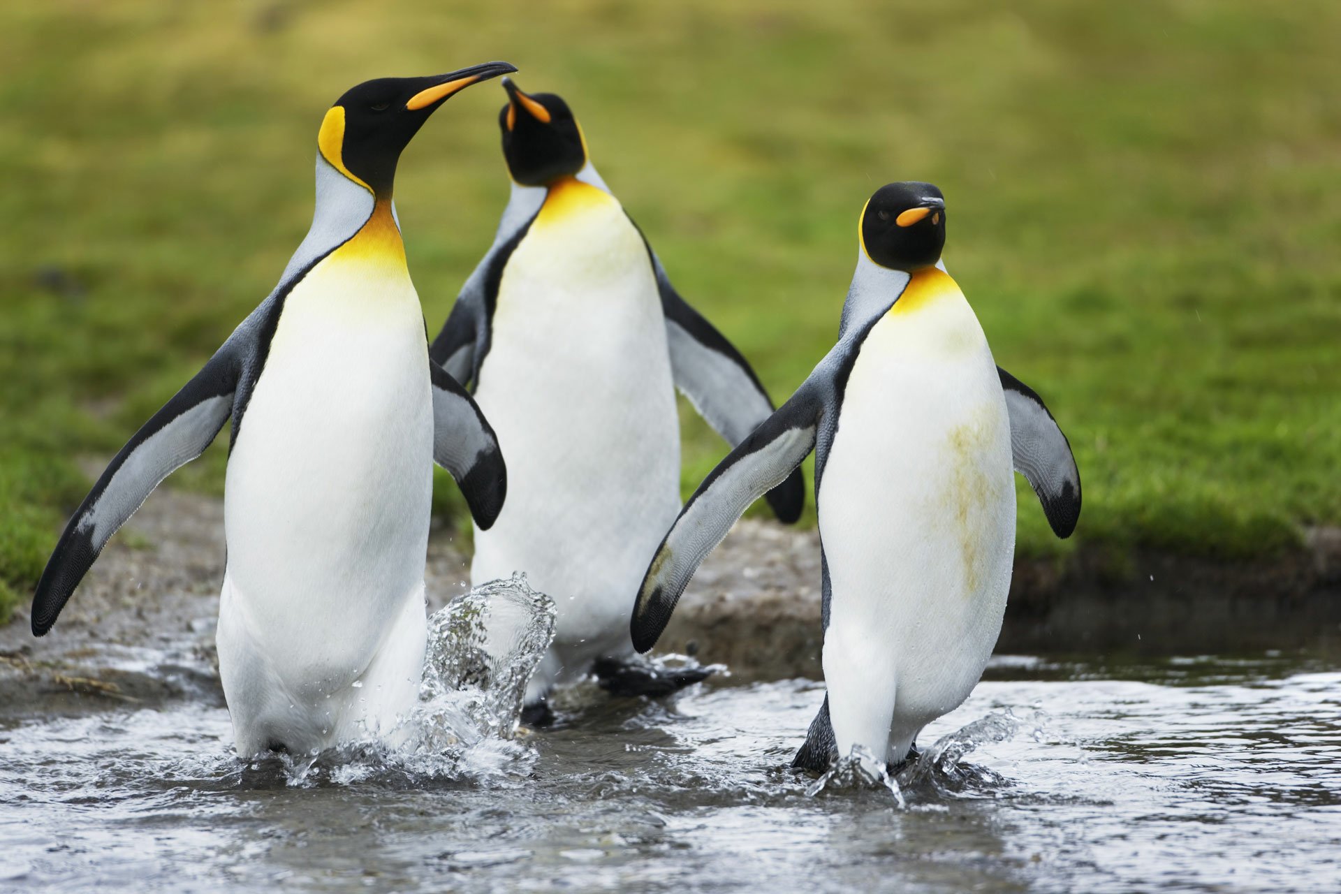 Animal Penguin HD Wallpaper