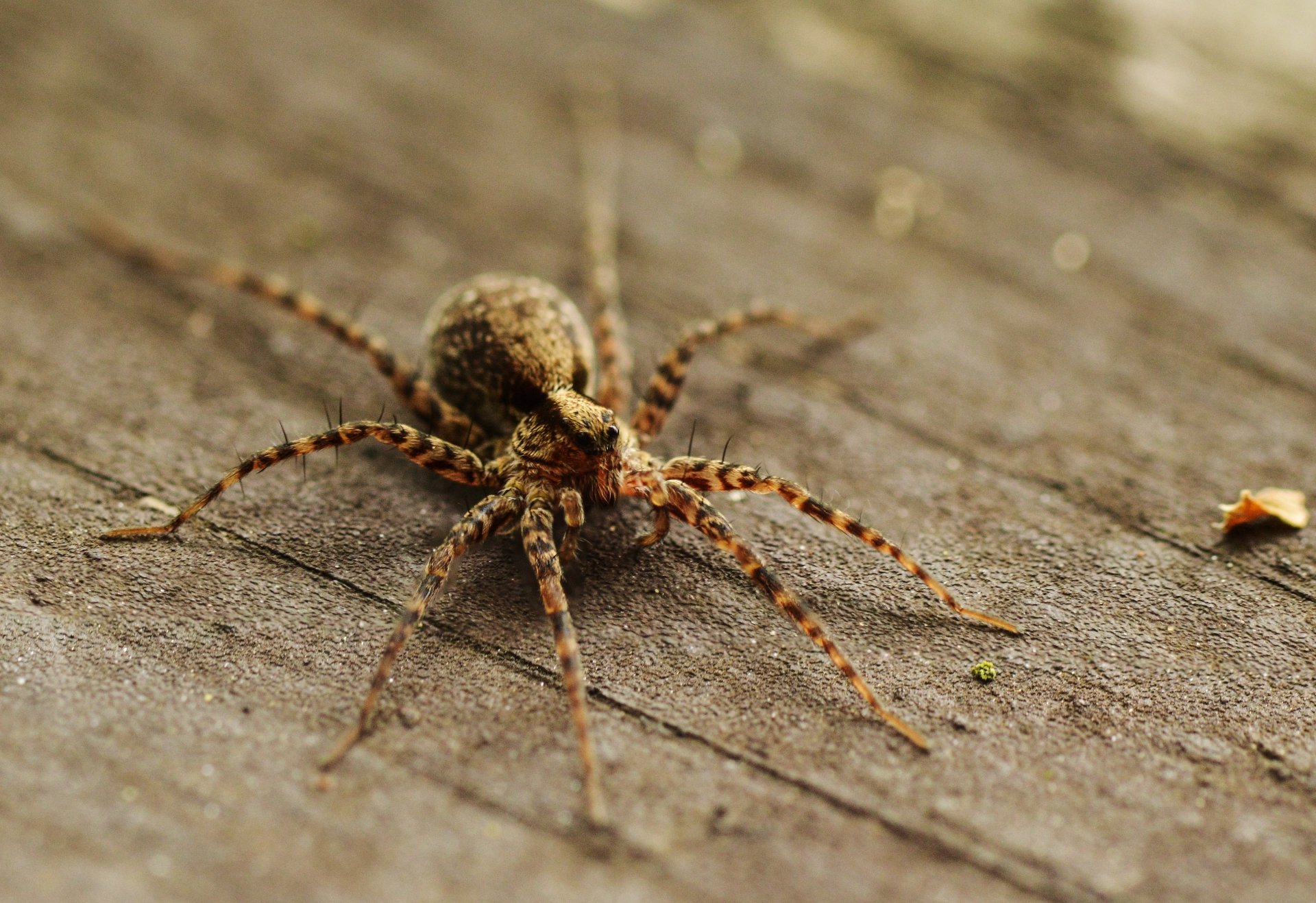 Araña 4k Ultra Fondo de pantalla HD | Fondo de Escritorio | 4102x2813