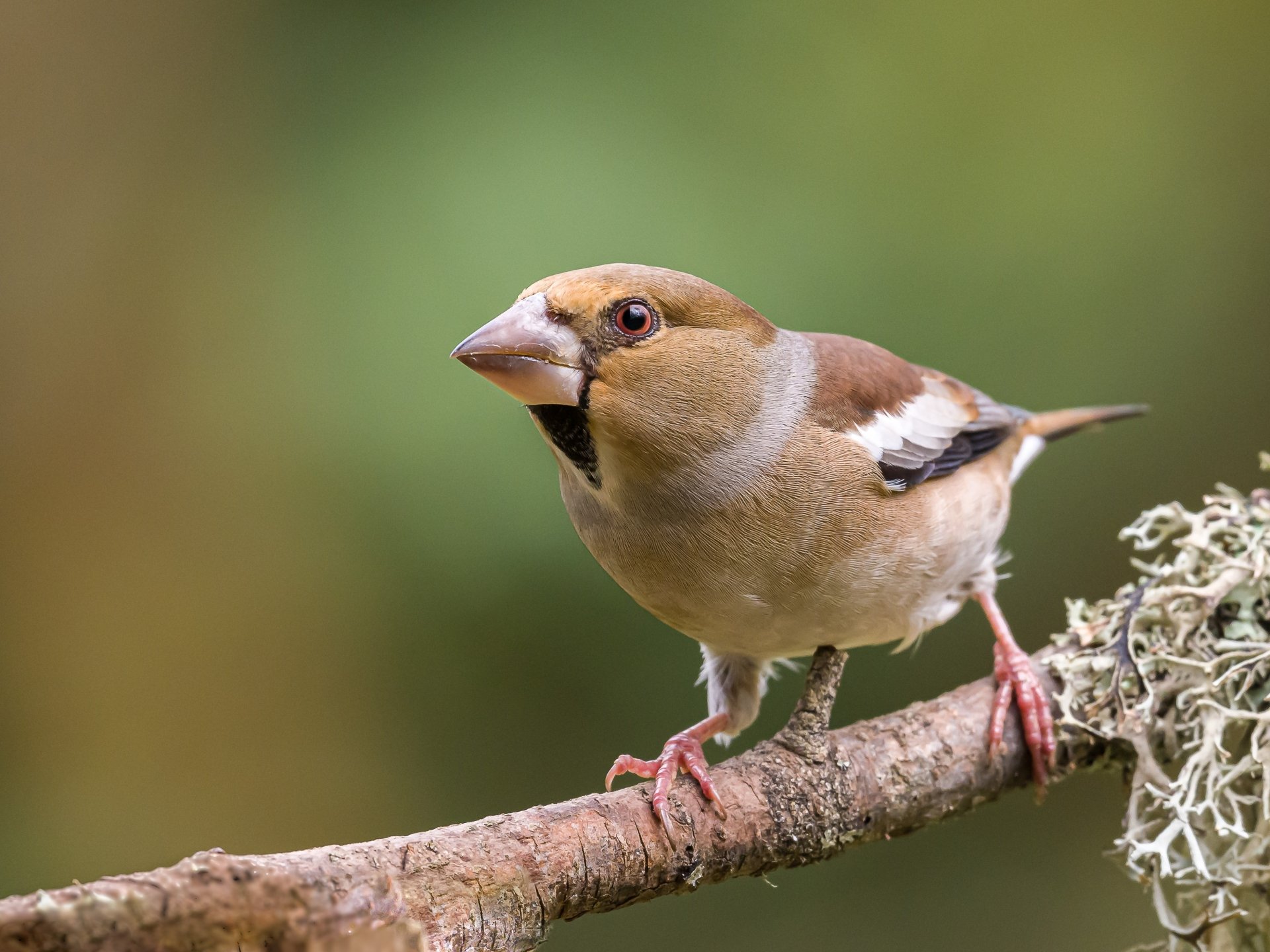 Download Bird Animal Hawfinch HD Wallpaper