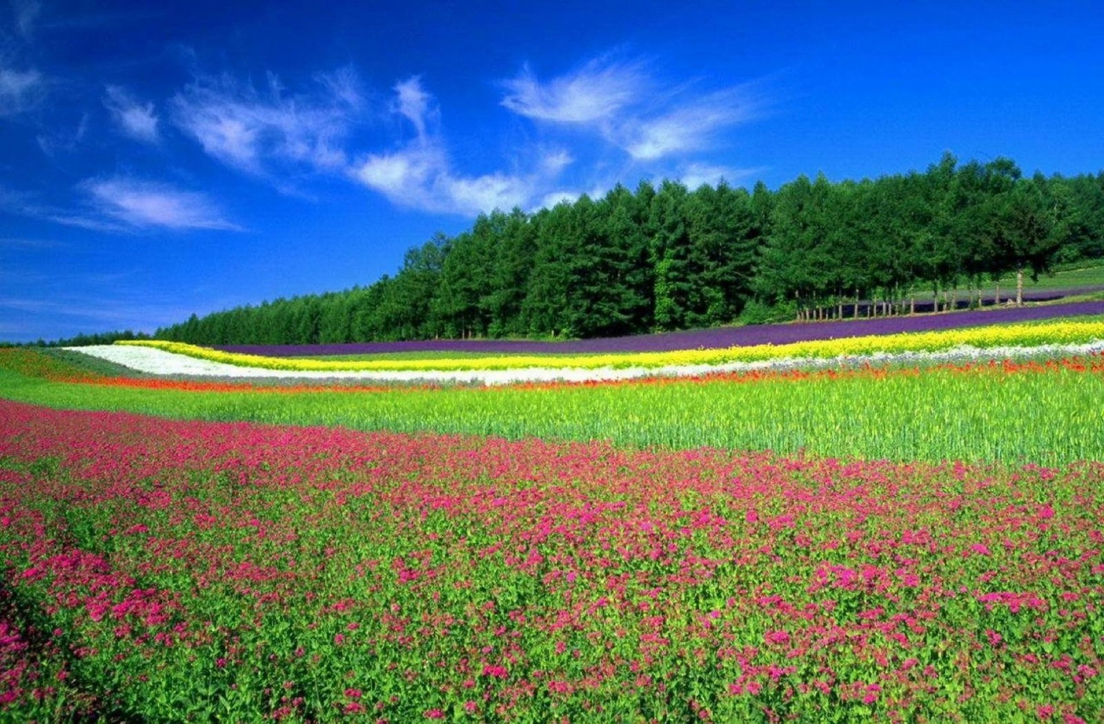 Vibrant flower fields stretch beneath a bright blue sky with scattered clouds, framed by a lush green forest, captured in HD for a stunning PC desktop wallpaper.