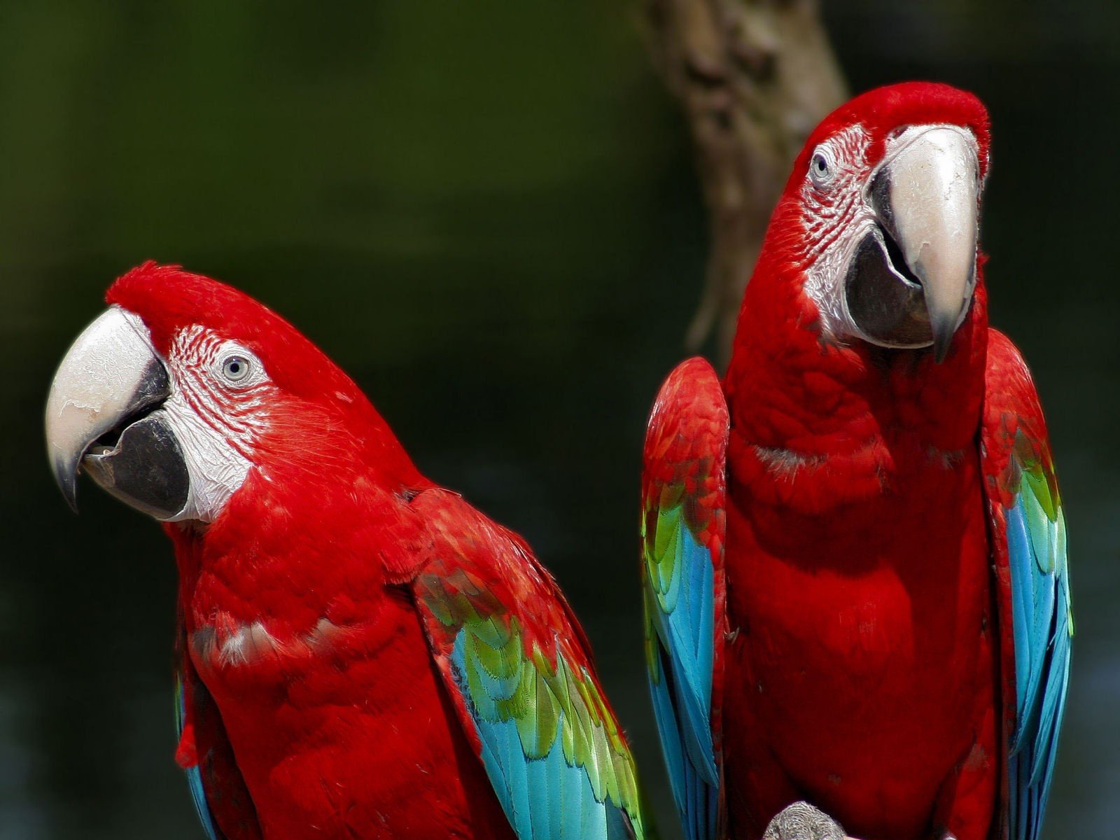 HD PC desktop wallpaper featuring two vibrant red-and-green macaws with detailed feathers against a blurred natural background.