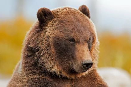 grizzly Animal grizzly bear HD Desktop Wallpaper | Background Image