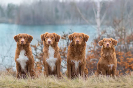 dog Animal nova scotia duck tolling retriever HD Desktop Wallpaper | Background Image