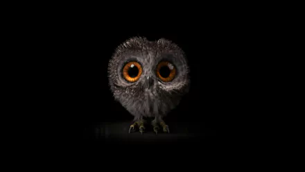  Cute Baby Owl