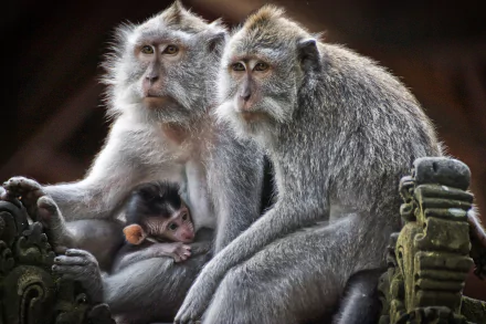  Macaque Family With Baby by qgadrian