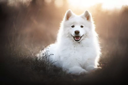 HD PC desktop wallpaper featuring a fluffy white Samoyed dog sitting outdoors with a soft, warm background glow.