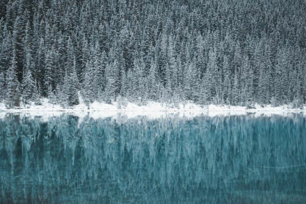 Snow-covered pine trees reflect on the turquoise waters of Lake Louise, Canada, captured in stunning 4K Ultra HD for a PC desktop wallpaper.