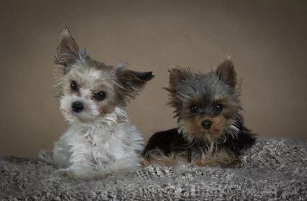 Animal yorkshire terrier HD Desktop Wallpaper | Background Image