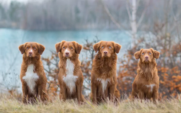 dog Animal nova scotia duck tolling retriever HD Desktop Wallpaper | Background Image