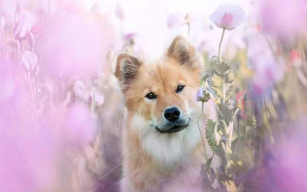 dog flower Animal eurasier HD Desktop Wallpaper | Background Image
