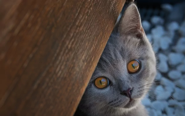 Close-up of a British Shorthair kitten's muzzle peeking from behind a wooden surface, captured in stunning 4K Ultra HD for a PC desktop wallpaper.