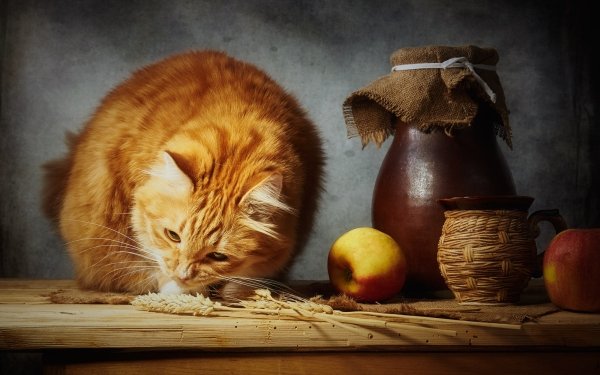 Animal Cat Cats HD Wallpaper | Background Image