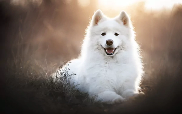 HD PC desktop wallpaper featuring a fluffy white Samoyed dog sitting outdoors with a soft, warm background glow.