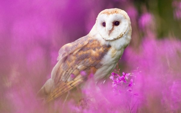 Animal Barn owl Birds Owls Flower Owl Bird HD Wallpaper | Background Image