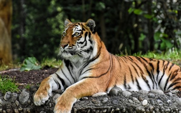 Animal Tiger Cats Zoo Resting HD Wallpaper | Background Image