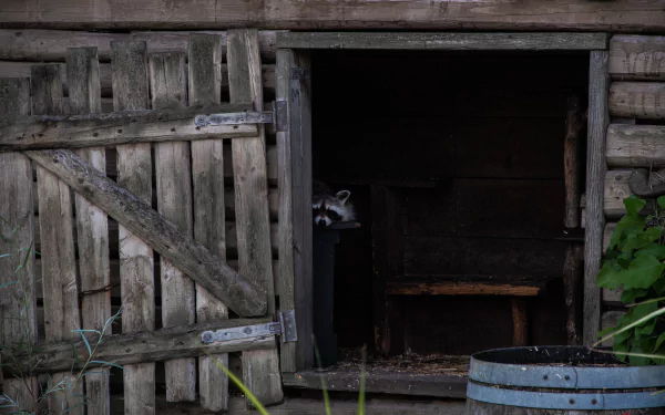 shed Animal raccoon HD Desktop Wallpaper | Background Image