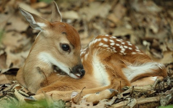 Animal Deer Fawn Wildlife Baby Animal HD Wallpaper | Background Image