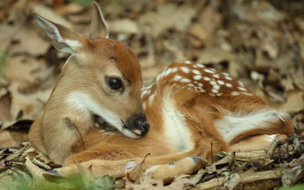 baby animal fawn Animal deer HD Desktop Wallpaper | Background Image