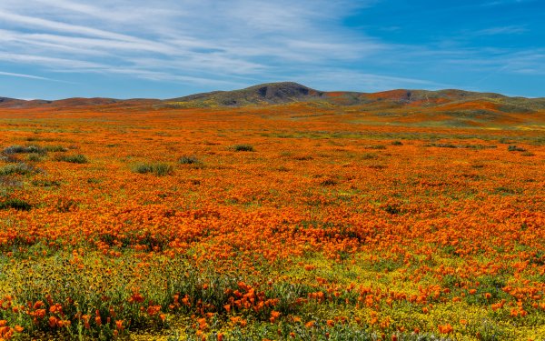 Nature Meadow Flower California Orange Flower Landscape HD Wallpaper | Background Image